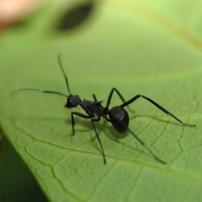 Why I’m afraid of ants