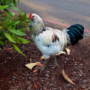 Uncovering the mystery: The PVG Rooster